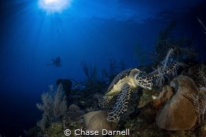 "My Reef"
A Hawksbill Turtle settling down to feed with ... by Chase Darnell 